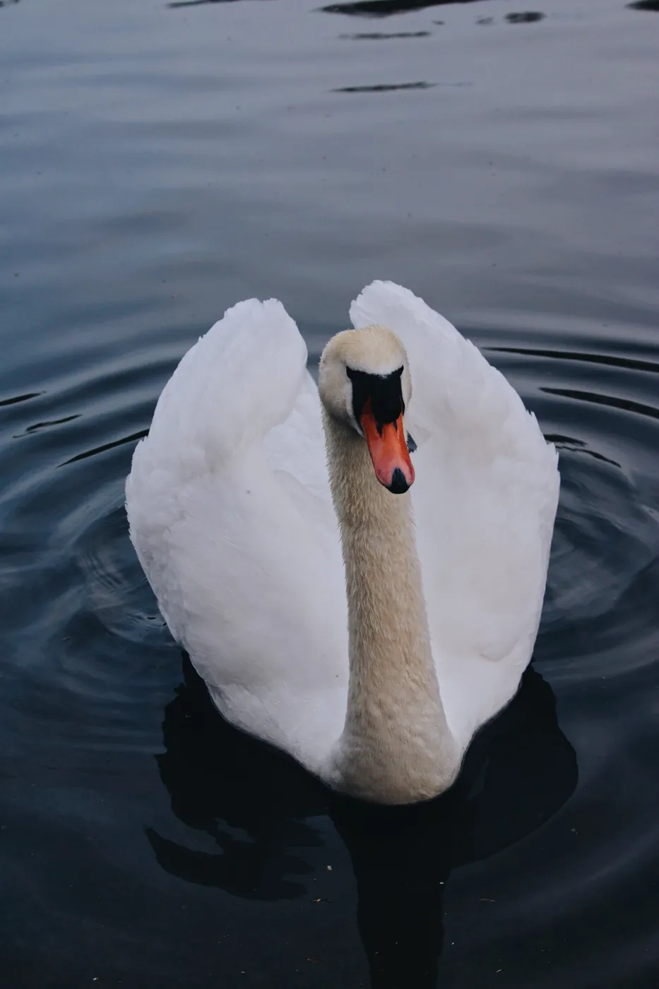 Cisne nadando de frente en agua oscura