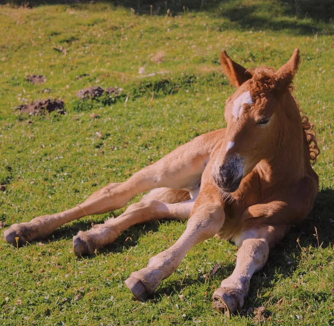 Potro tumbado en la hierba al sol